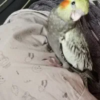 پرنده گمشده