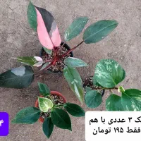 گل های زیبا|گل و گیاه طبیعی|فاضل آباد, |دیوار