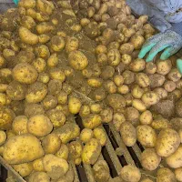 بذ ر سیب خاکی