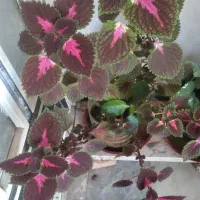 گل های طبیعی|گل و گیاه طبیعی|الشتر, |دیوار