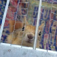 قفس سنجاب|لوازم جانبی حیوانات|ارومیه, |دیوار