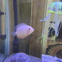 آکواریوم شیشه خم|ماهی|قم, سعادتی|دیوار