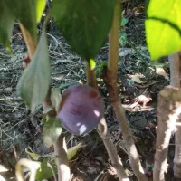 پیش فروش نهال پیوند وصنوبر|خدمات باغبانی و درختکاری|یاسوج, |دیوار