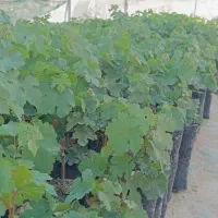 نهال گلدانی انگور و انجیر و گل|خدمات باغبانی و درختکاری|شیراز, دانشکده کشاورزی دانشگاه شیراز|دیوار