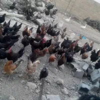مرغ بومی