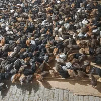 جوجه یکماهه