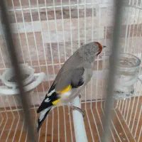 سهره کرمانی جرقه|پرنده|مشهد, شهید معقول|دیوار