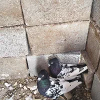 کفتر سینه سیاه