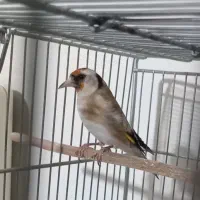 سهره ماده...مست و جوجه سهره|پرنده|ری, شهرک نظامی|دیوار