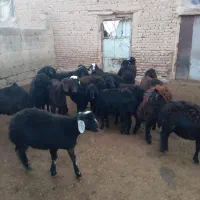 فروش ۱۶راس بره ماده های قره قزل