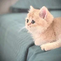 گربه بریتیش ny12