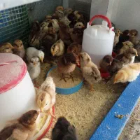 جوجه محلی 2 روزه،، 5 روزه