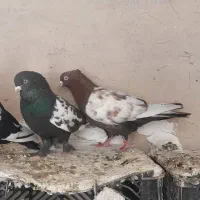 سه عدد سینه ای نر