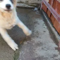 توله سگ نر ۴/۵ماهه|سگ|سیمین شهر, |دیوار