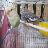 کوطوله با عروس.|پرنده|راور, |دیوار