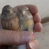 قناری× سینه سرخ ماده