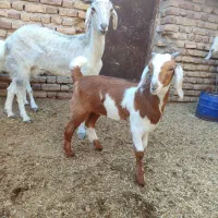 بز زایده با کهره نره دوماه نیم .و بره نر