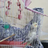 پرنده|پرنده|رشت, توشیبا|دیوار