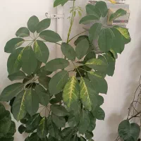 گلای طبیعی شاداب
