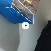 عروس هلندی مولد