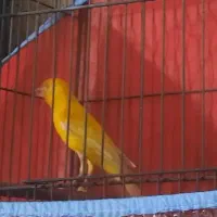 قناری ۵ دانگ