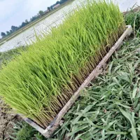 توم نشا|خدمات باغبانی و درختکاری|فومن, |دیوار