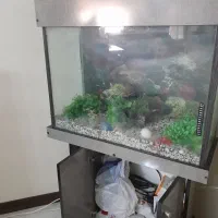 آکواریوم به همراه وسایل و کمد ام دی اف|ماهی|قدس, شهرک فرزان|دیوار