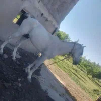 اسب نریان