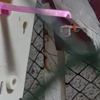 فنج گلدین رنگ کم یاب|پرنده|عجب شیر, |دیوار