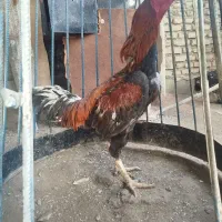 مرغ و خروس  لاری