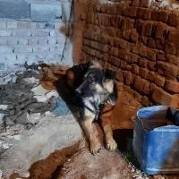 سگ ژرمن شپرد|سگ|خاش, |دیوار