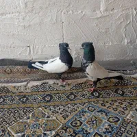 سرته سی نرو ماده معاوضه|پرنده|خرمآباد, |دیوار