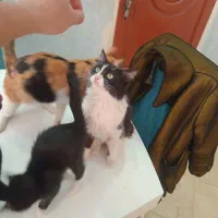 گربه نژاد Taxi2زیبا ۴،۵ماهه واگذار. توضیحات حتما..