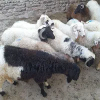 بره نر