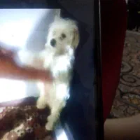 سگ ‌پشمالو