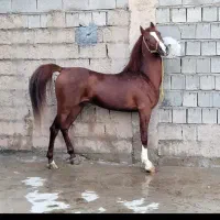 فروش اسب