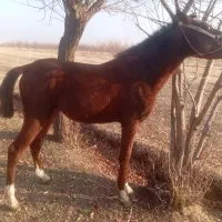 فروش کره اسب نریان|اسب و تجهیزات اسب‌سواری|ارومیه, |دیوار