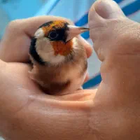 سهره کراواتی بدون توضیح|پرنده|سنندج, |دیوار