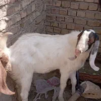 تعداد 3بز|حیوانات مزرعه|مشهد, مهدی آباد|دیوار