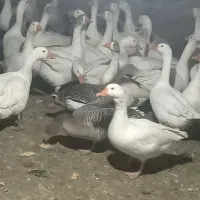 29قاز محلی تخمگذار