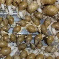 فروش خاویار وحلزون اچاتینا|آرایشی، بهداشتی، درمانی|داراب, |دیوار