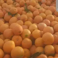 تامسون درجه یک شیرین