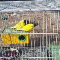 مرغ عشق|پرنده|خرمشهر, |دیوار