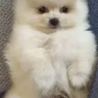 توله دو ماه بسیار بازیگوش آموزش دیده