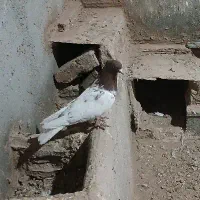 کله سرخ|پرنده|آبکوه, |دیوار