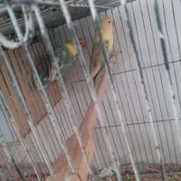 کوتوله فروشی|پرنده|تربت جام, حافظ|دیوار