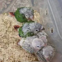 پرنده سرای شاهین