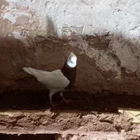 کفتر|پرنده|سبزوار, قصبه اب یمین|دیوار