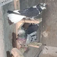 کبوتر صدا کن.|پرنده|شهرکرد, |دیوار