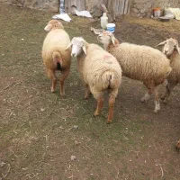 بره ماده|حیوانات مزرعه|آبش احمد, |دیوار